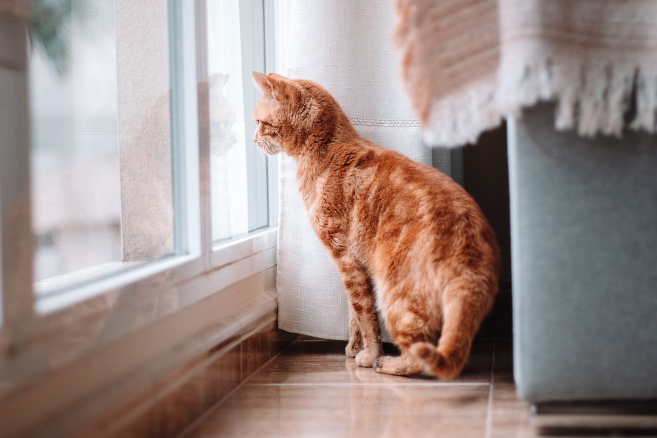 The Ultimate Guide to Eco-Friendly Home Improvements